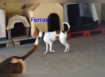 Ferran, geb. 07/2024 (ESP) Fröhlicher und immer gut gelaunter Rüde sucht sein Zuhause