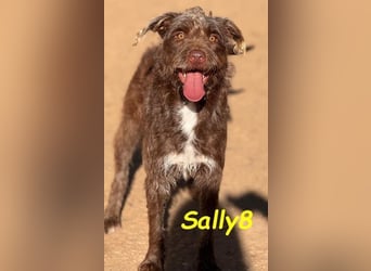 Sally8 geb. 01/2025 (ESP) - lebensfrohe, verschmuste und neugierige Podenco-Mix Junghündin!