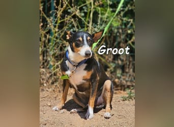 Groot♥️geb. 11/2018 (ESP) - treuer und liebevoller Begleiter!