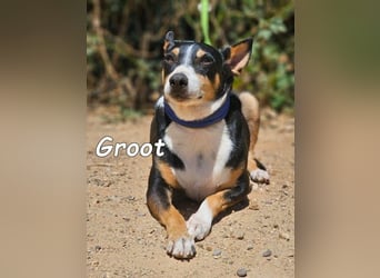 Groot♥️geb. 11/2018 (ESP) - treuer und liebevoller Begleiter!