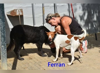 Ferran, geb. 07/2024 (ESP) Fröhlicher und immer gut gelaunter Rüde sucht sein Zuhause