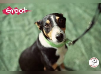 Groot geb. 11/2018 (ESP) - treuer und liebevoller Begleiter!