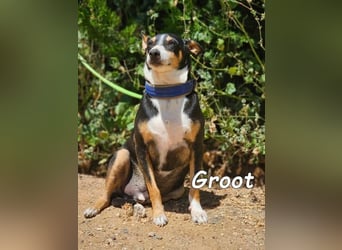 Groot♥️geb. 11/2018 (ESP) - treuer und liebevoller Begleiter!