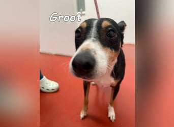 Groot♥️geb. 11/2018 (ESP) - treuer und liebevoller Begleiter!
