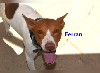 Ferran, geb. 07/2024 (ESP) Fröhlicher und immer gut gelaunter Rüde sucht sein Zuhause