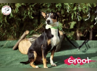 Groot geb. 11/2018 (ESP) - treuer und liebevoller Begleiter!