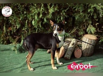 Groot geb. 11/2018 (ESP) - treuer und liebevoller Begleiter!