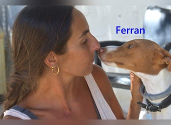 Ferran, geb. 07/2024 (ESP) Fröhlicher und immer gut gelaunter Rüde sucht sein Zuhause
