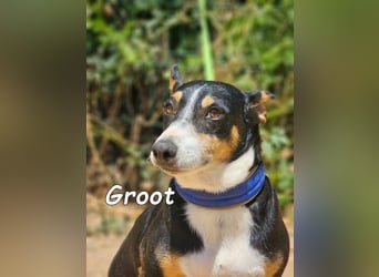 Groot♥️geb. 11/2018 (ESP) - treuer und liebevoller Begleiter!