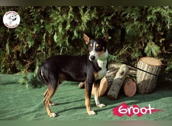 Groot♥️geb. 11/2018 (ESP) - treuer und liebevoller Begleiter!