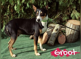 Groot 11/2018 (ESP) - sozialer und feinfühliger, kleiner Podenco-Mix!