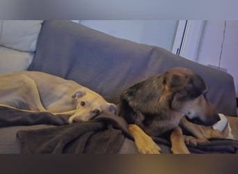 TEYA will gefördert werden