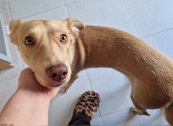 TEYA - intelligente Traumhündin