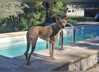 TEYA - intelligente Traumhündin