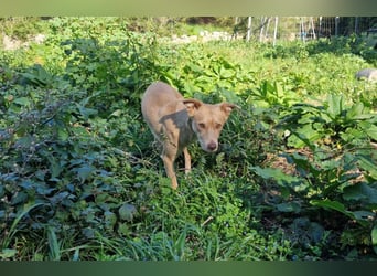 TEYA - intelligente Traumhündin