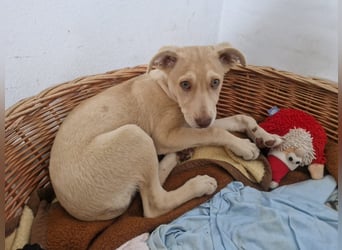 TEYA will gefördert werden