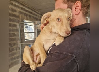 TEYA will gefördert werden