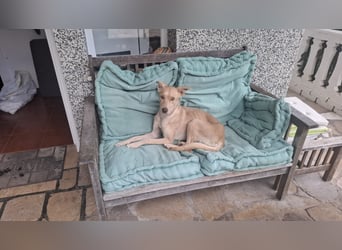 TEYA - intelligente Traumhündin