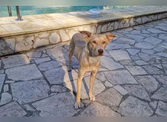 TEYA - intelligente Traumhündin