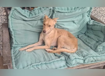 TEYA will gefördert werden