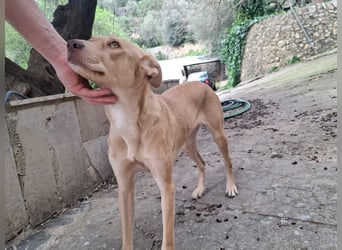 TEYA - intelligente Traumhündin