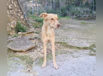 TEYA - intelligente Traumhündin