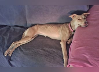 TEYA will gefördert werden