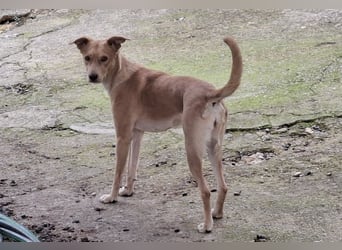 TEYA - intelligente Traumhündin