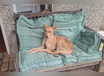 TEYA will gefördert werden