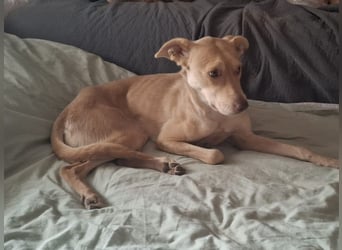 TEYA will gefördert werden