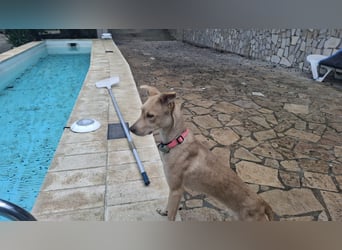 TEYA - intelligente Traumhündin