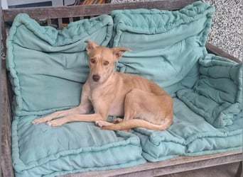 TEYA will gefördert werden