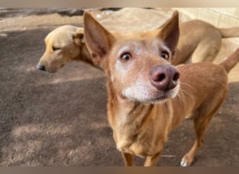 Spirit, ein Herz aus Gold ,wartet sehnsüchtig sein Jahren