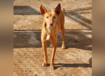 Spirit, ein Herz aus Gold ,wartet sehnsüchtig sein Jahren