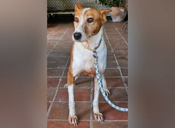 Sansa, arme geschundene Seele sucht verständnisvolles Körbchen