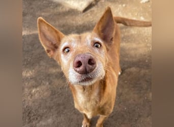 Spirit, ein Herz aus Gold ,wartet sehnsüchtig sein Jahren