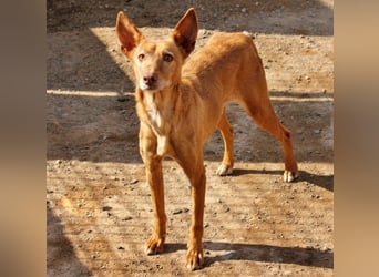 Spirit, ein Herz aus Gold ,wartet sehnsüchtig sein Jahren