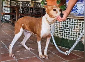 Sansa, arme geschundene Seele sucht verständnisvolles Körbchen