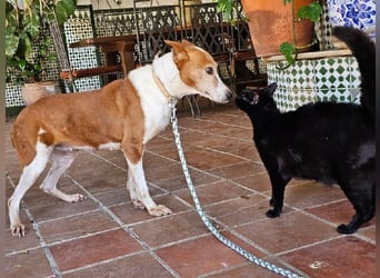 Sansa, arme geschundene Seele sucht verständnisvolles Körbchen