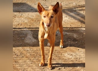 Spirit, ein Herz aus Gold ,wartet sehnsüchtig sein Jahren