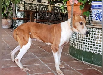 Sansa, arme geschundene Seele sucht verständnisvolles Körbchen