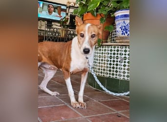 Sansa, arme geschundene Seele sucht verständnisvolles Körbchen