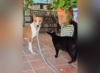 Sansa, arme geschundene Seele sucht verständnisvolles Körbchen