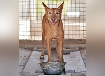 Spirit, ein Herz aus Gold ,wartet sehnsüchtig sein Jahren