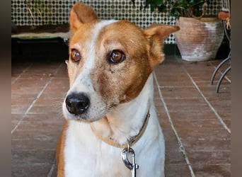 Sansa, arme geschundene Seele sucht verständnisvolles Körbchen