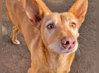 Spirit, ein Herz aus Gold ,wartet sehnsüchtig sein Jahren