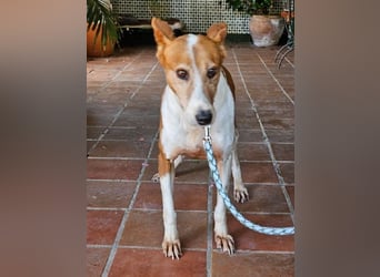 Sansa, arme geschundene Seele sucht verständnisvolles Körbchen