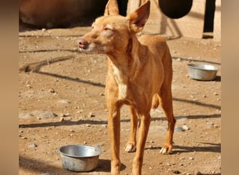 Spirit, ein Herz aus Gold ,wartet sehnsüchtig sein Jahren