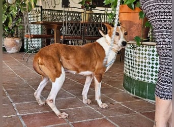 Sansa, arme geschundene Seele sucht verständnisvolles Körbchen