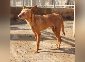 Spirit, ein Herz aus Gold ,wartet sehnsüchtig sein Jahren